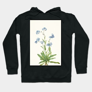 Alpine Forget-me-not - Myosotis alpestris  - botanical illustration Hoodie